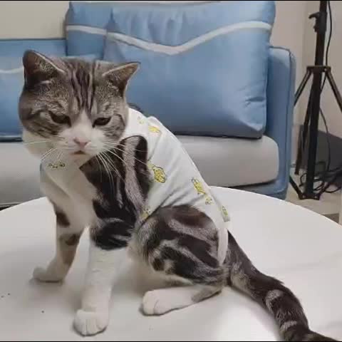 Cat Restoration Shirt, Anti Licking, Anti Shedding, Anti Hair Loss, Weaning  And Comfort Clothing For Cats After Surgery, Pure Breathable And  Disinfected Clothing For Cats - Temu