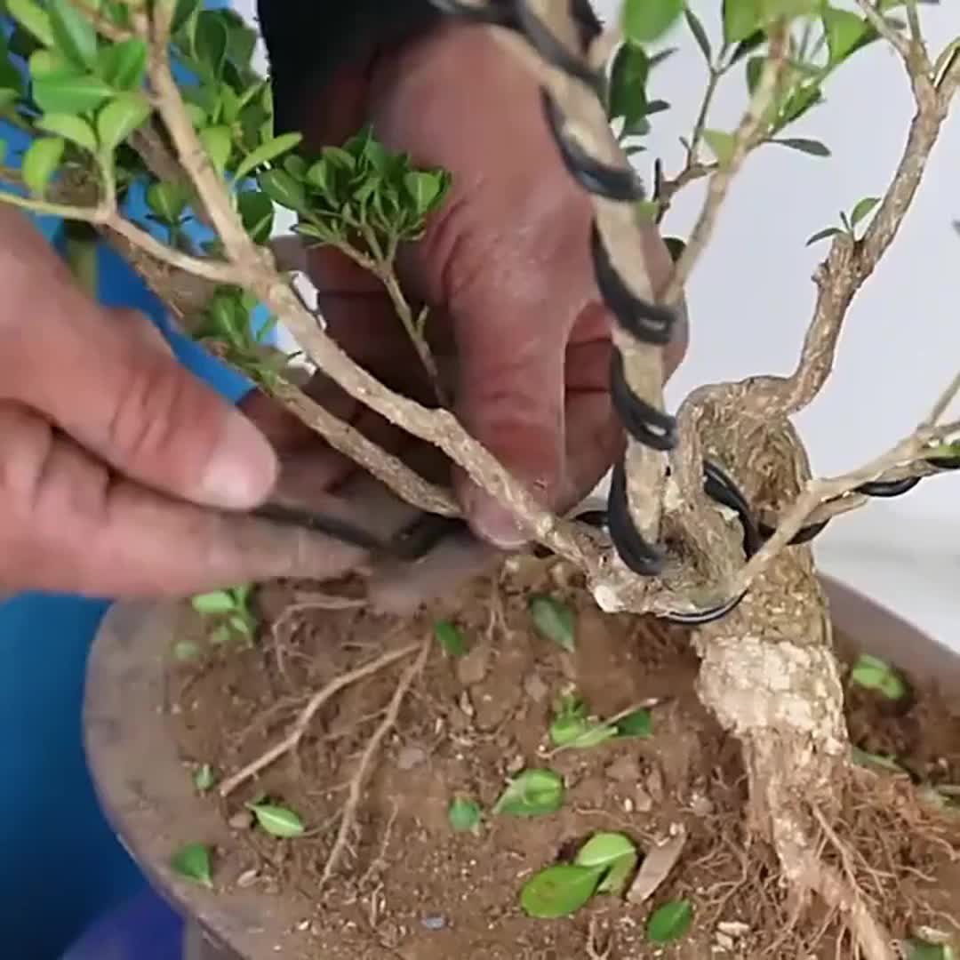 9 Rotoli Fili Bonsai Filo Addestramento Bonsai In Alluminio - Temu