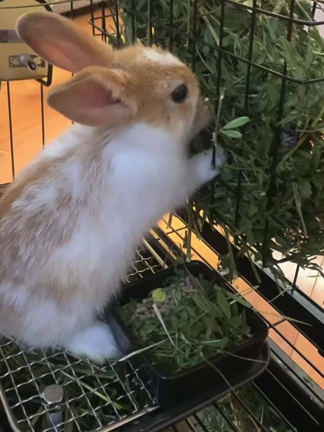 0d276cba542d1de94b0a13b95d9bd49ebcb173ee.temu.000001 0d276cba542d1de94b0a13b95d9bd49ebcb173ee.temu.000001