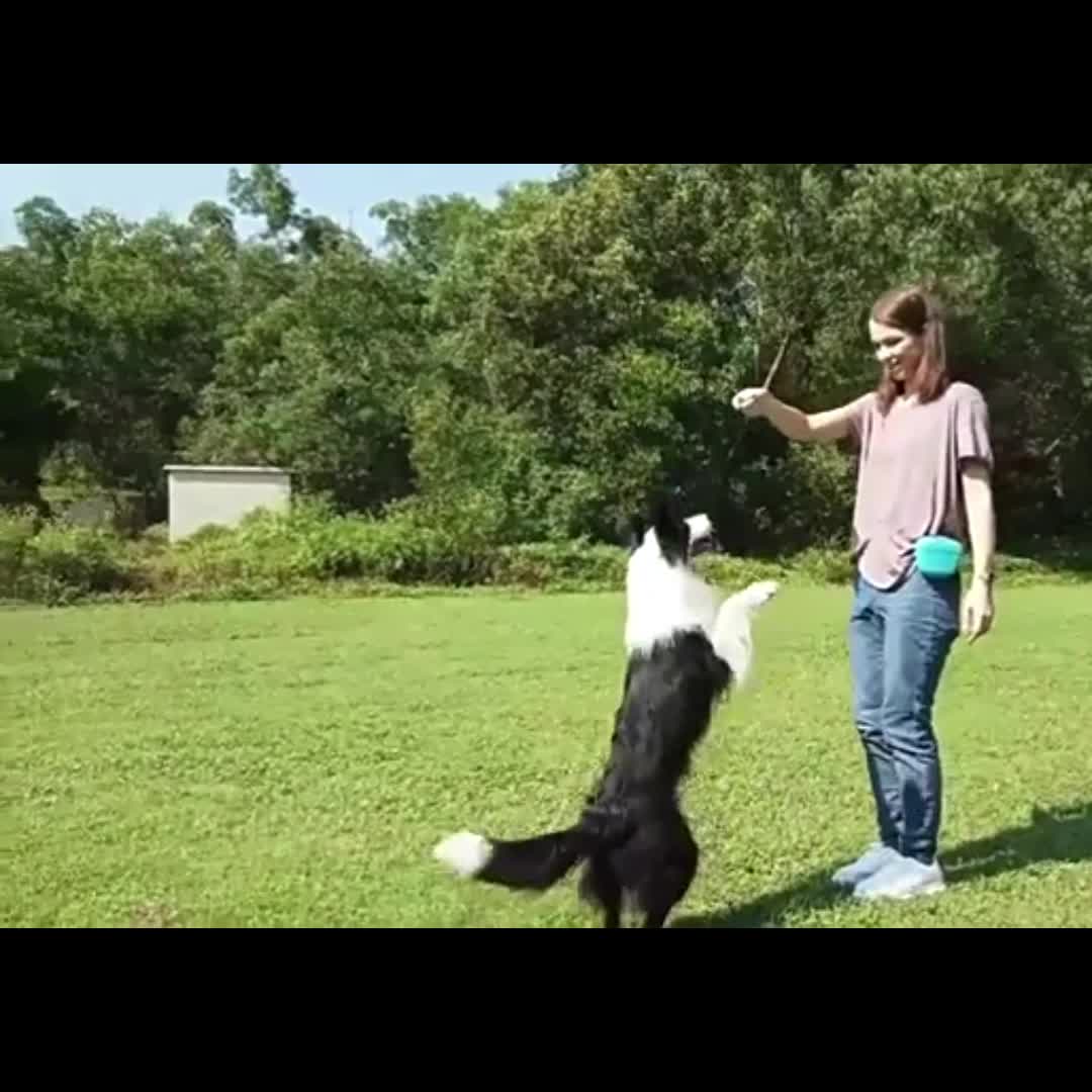 Custodia Cani In Silicone Borsa Cibo Cani Addestramento - Temu Italy