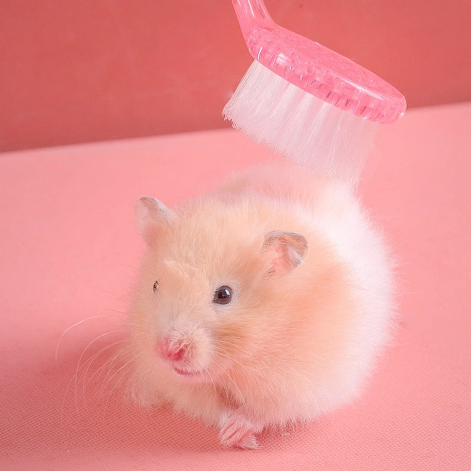 1pc Petite Brosse Pour Hamster Brosse De Massage À Poils - Temu Canada