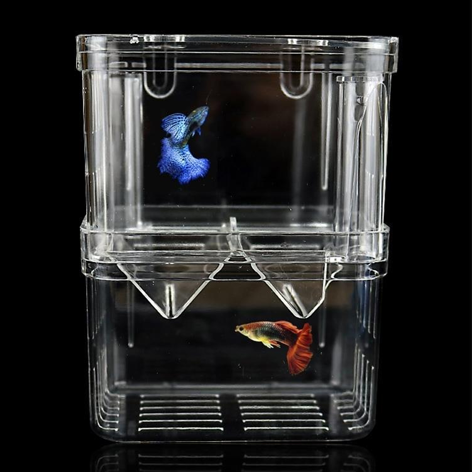 glass box tropical fish