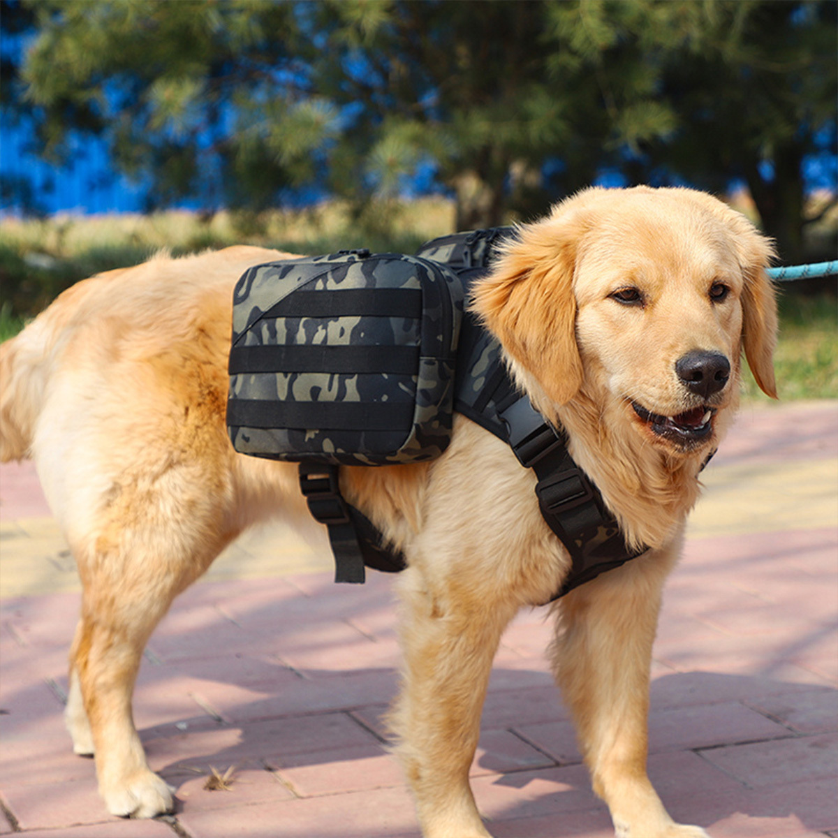 large dog backpack