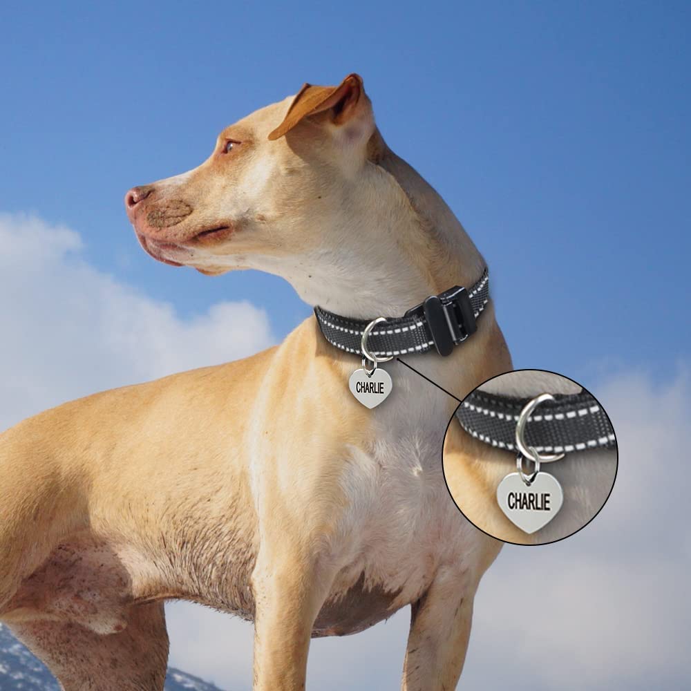 Ankace training hot sale collar