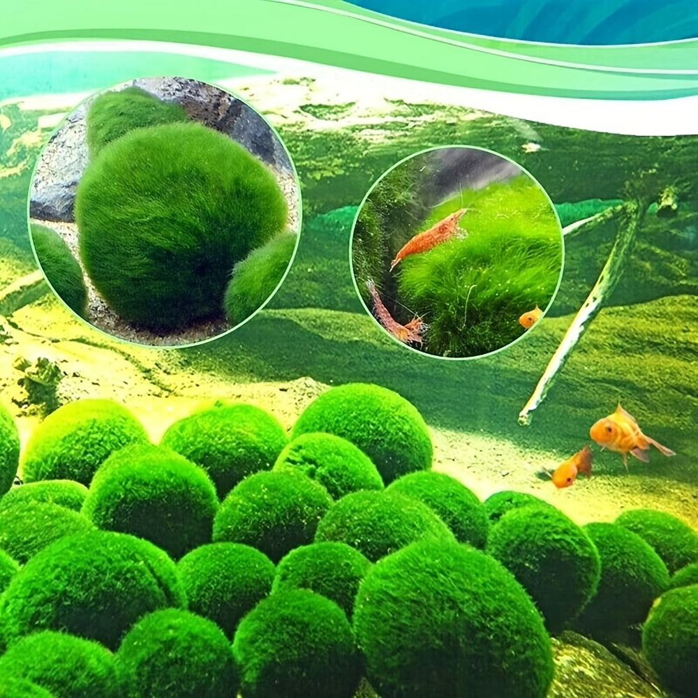 1pcs 2-3cm Marimo Moss Balls Live Aquarium Plant Algae Simulation Green  Algae Balls Artificial Plant Home Fish Tank Ornament