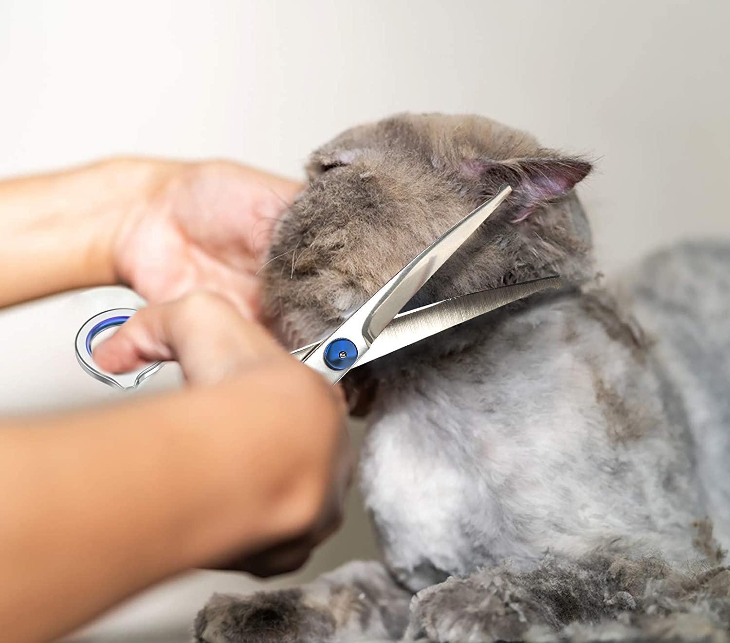 Professional Pet Grooming Scissors Safety Round Head Temu