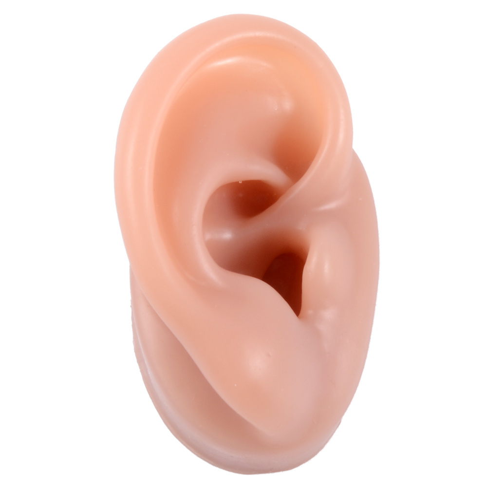 Healifty 4 Pcs Ear Model Silicone Earrings Ear Piercing Jewelry Jewel  Earrings Soft Ear Models Ear Model for Piercing Headset Simulation Ear  Samples Simulation Human Ear Models Human Body 5.66X4.88X5CMx2pcs Assorted  Colorx2pcs