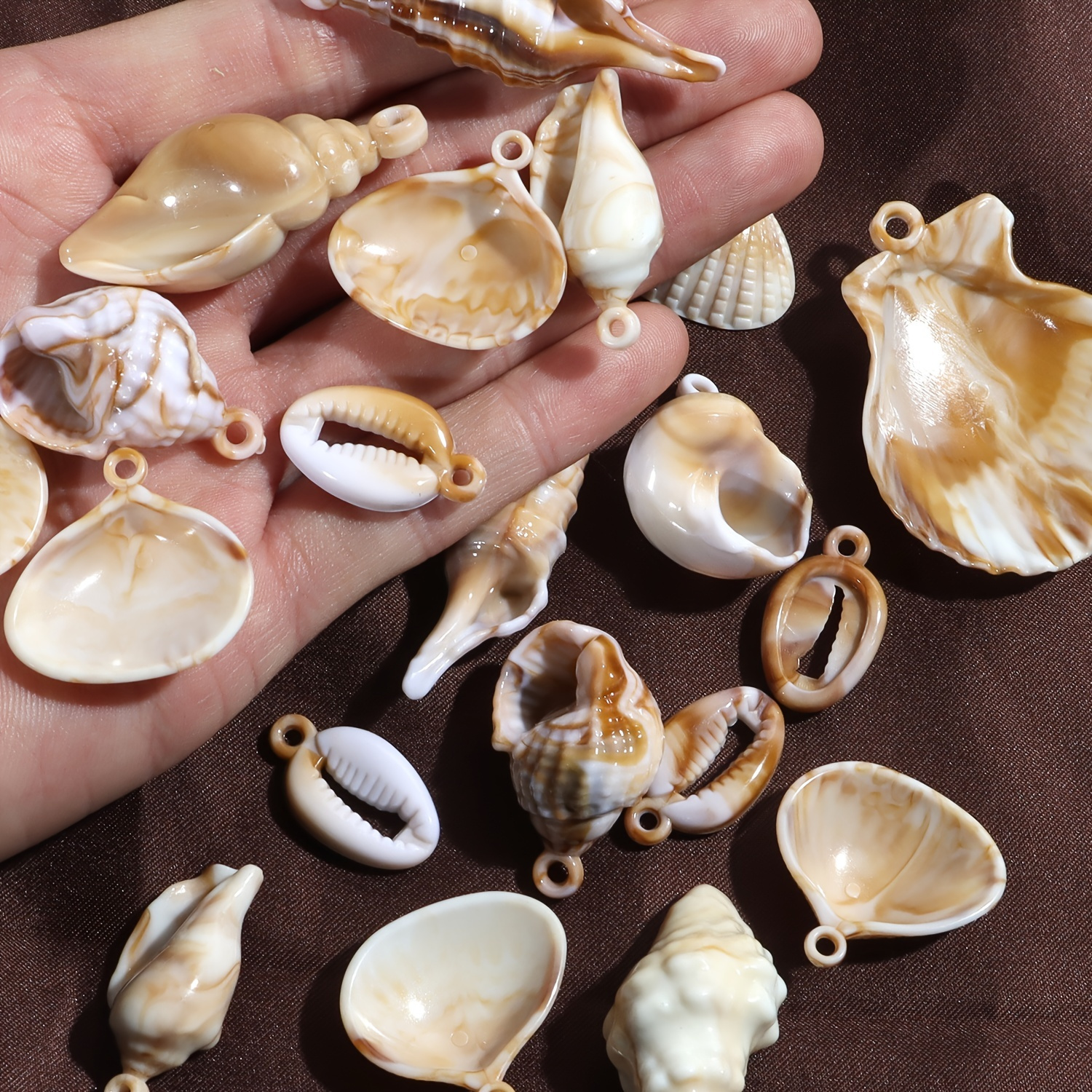 Sea Shells Photos for Sale 