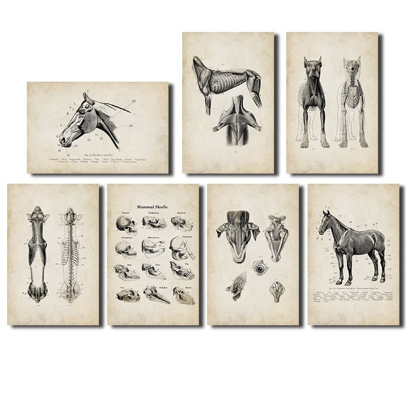 7 Pcs Dog Horse Animal Anatomy Canvas Painting Posters Vintage Skeleton  Skull No Frame Printed Wall Art Pictures 21x30cm Home Room Decoration |  High-quality & Affordable | Temu