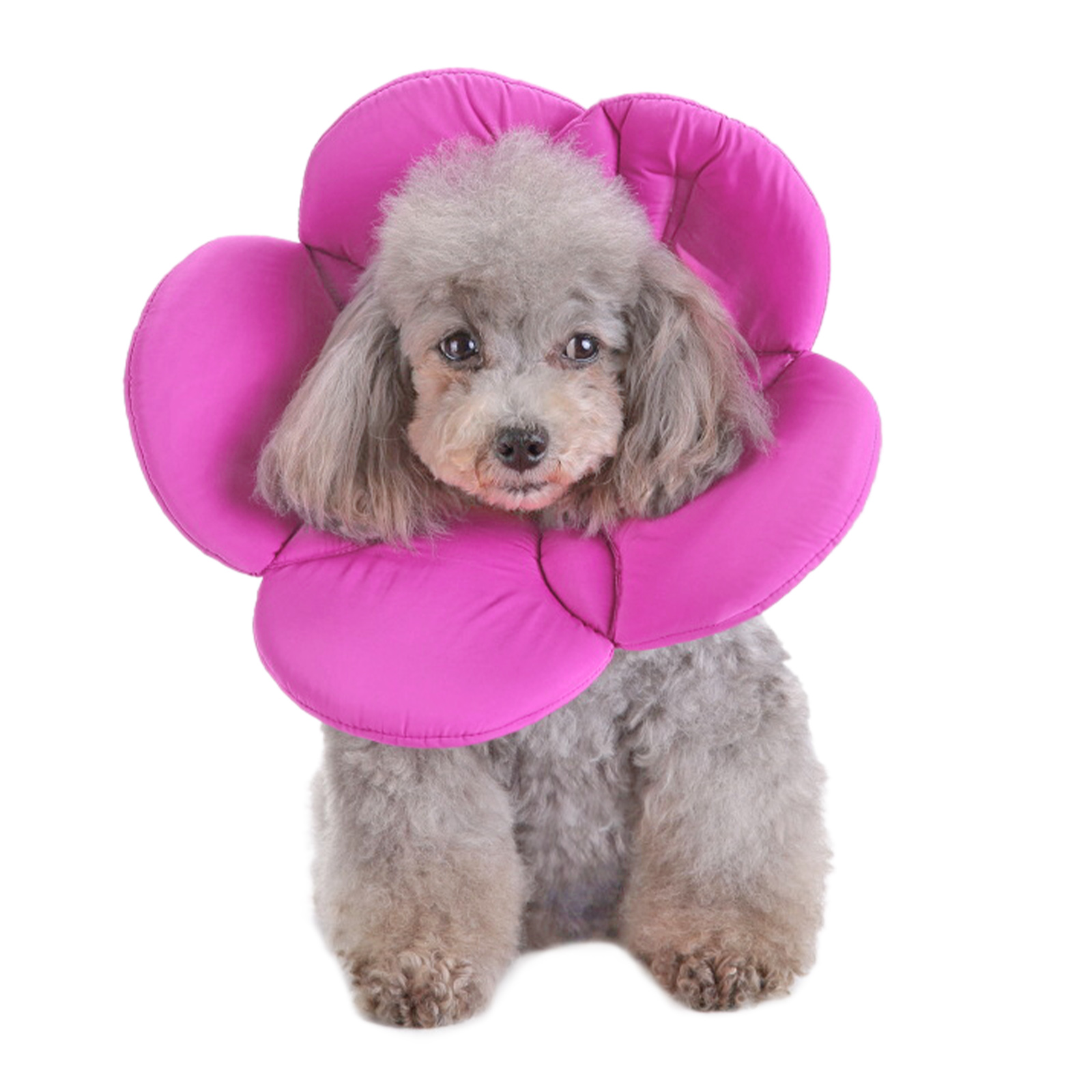 Dog cone pet outlet stock