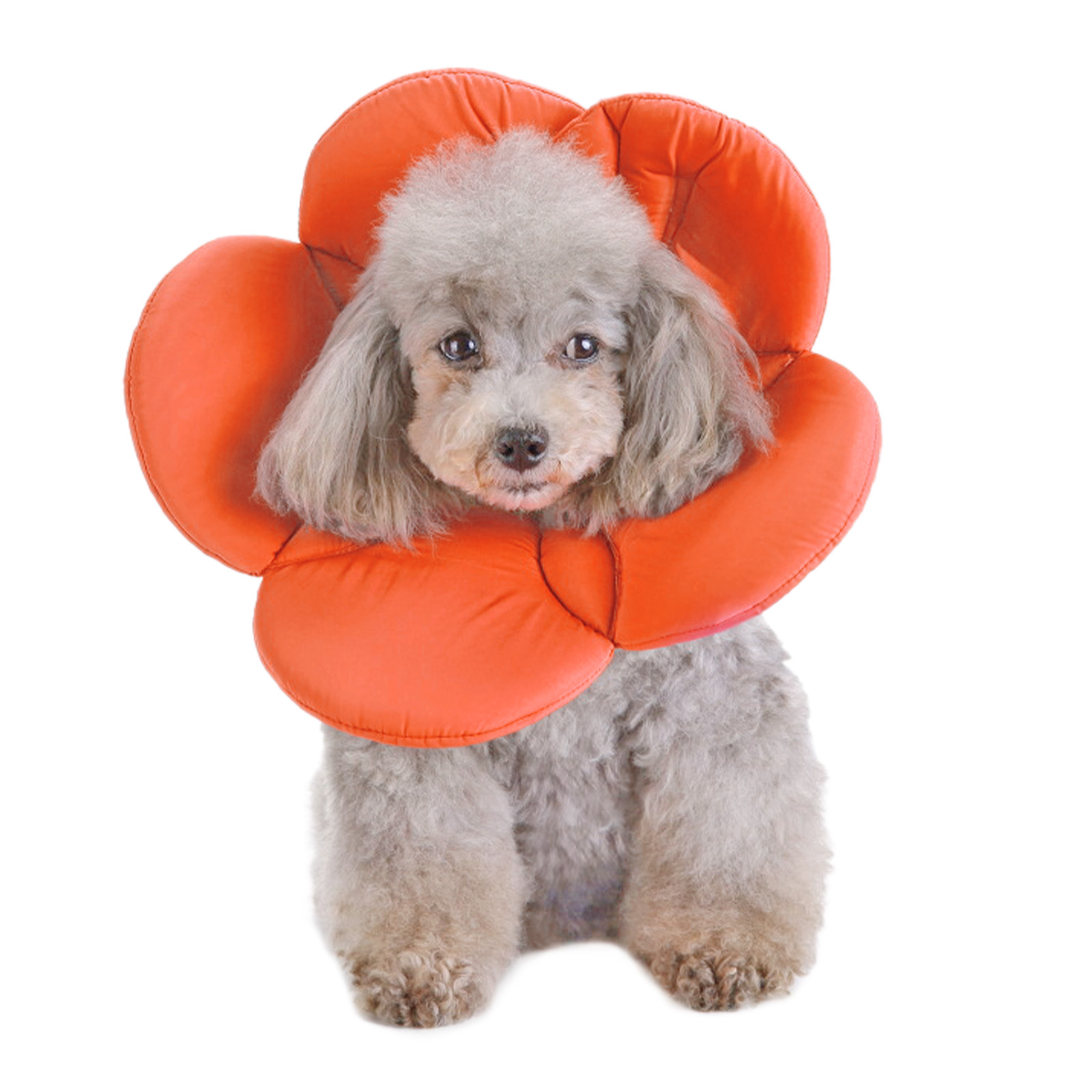 Dog cone outlet pet stock