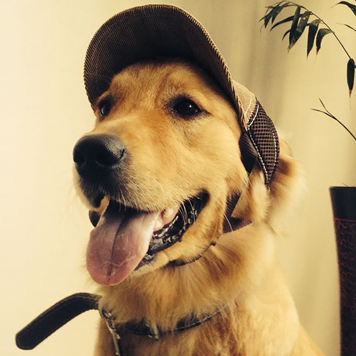 TEMU Upgrade Your Dog's Look With This Stylish Brown Sunproof Hat With Letter G Pattern