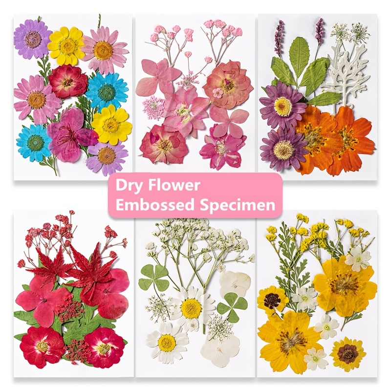 Dried Flowers for Resin Molds Variety of Dried Pressed Flowers for Candle  Making Bundle Dry Flowers for Decoration and Scrapbooking Supplies DIY Home