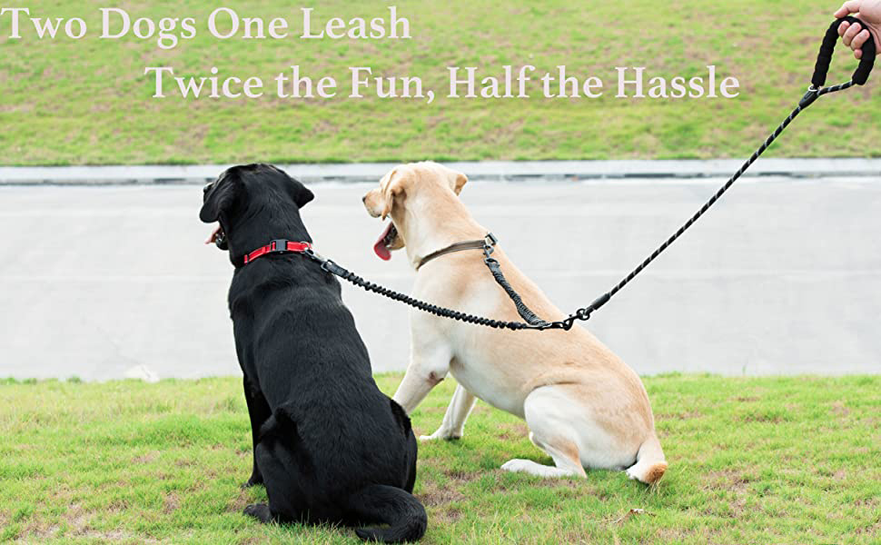 two dogs on one leash