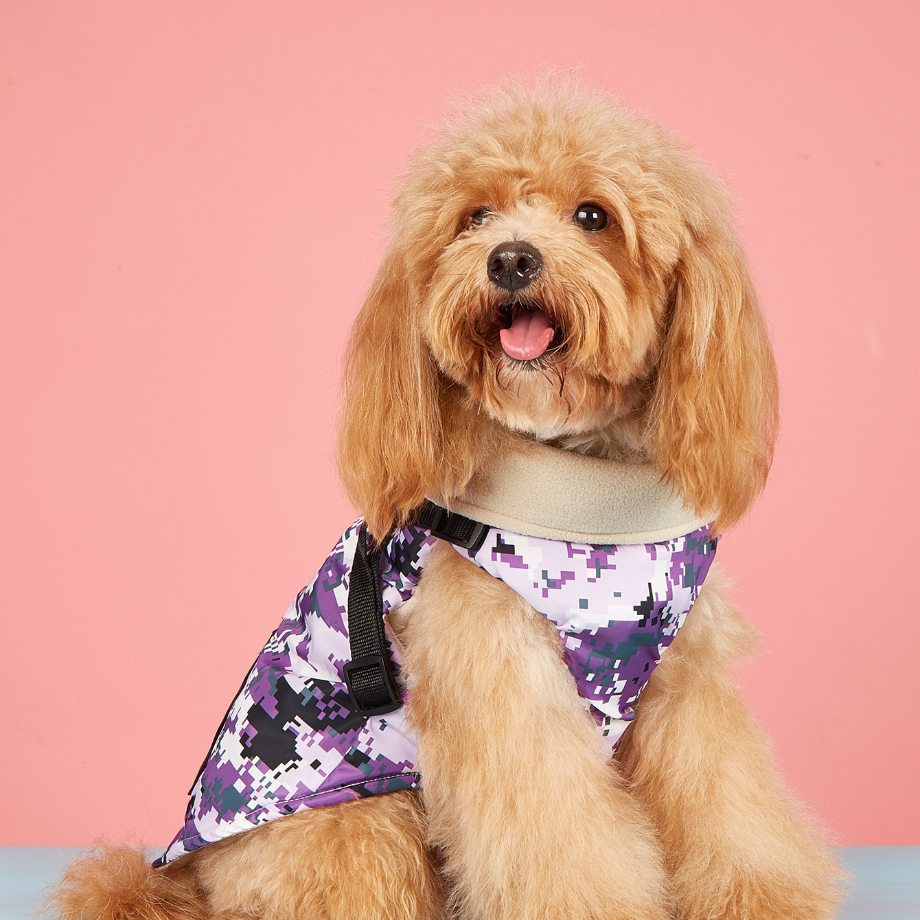 preppy dog clothes