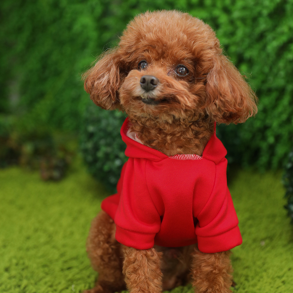 Soft Dog Hooded Sweatshirt - Hoodless,Cationic Knit
