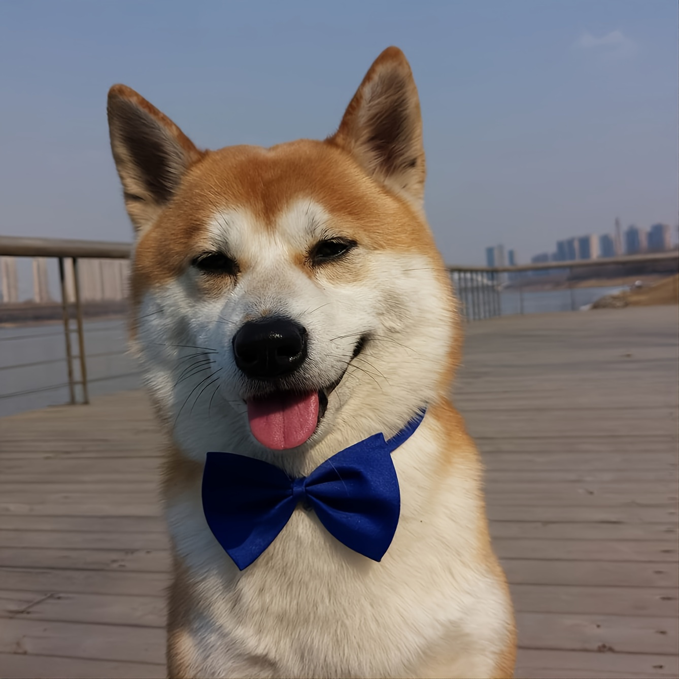 Shiba inu best sale bow tie