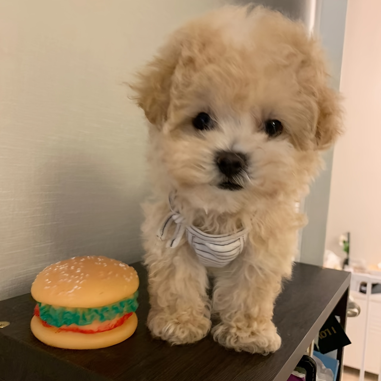 hamburger-chew-toy-for-dogs-dog-squeaky-toy-pet-supplies-temu