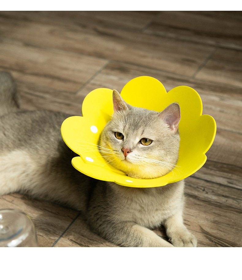 Sunflower Pet Cone Prevent Licking And Scratching After Temu