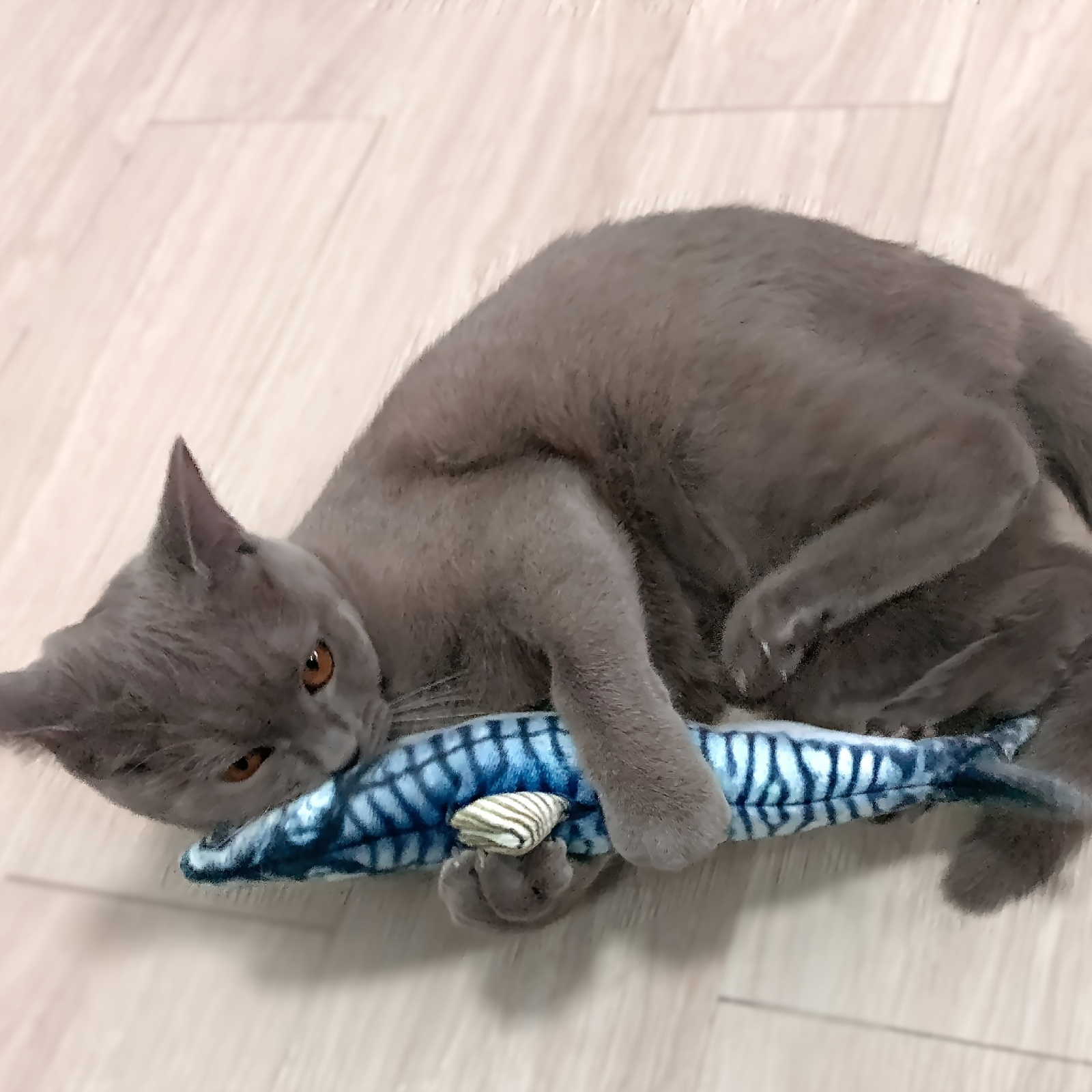 mackerel plush