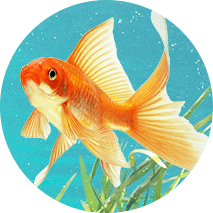 Peixes, répteis e anfíbios
