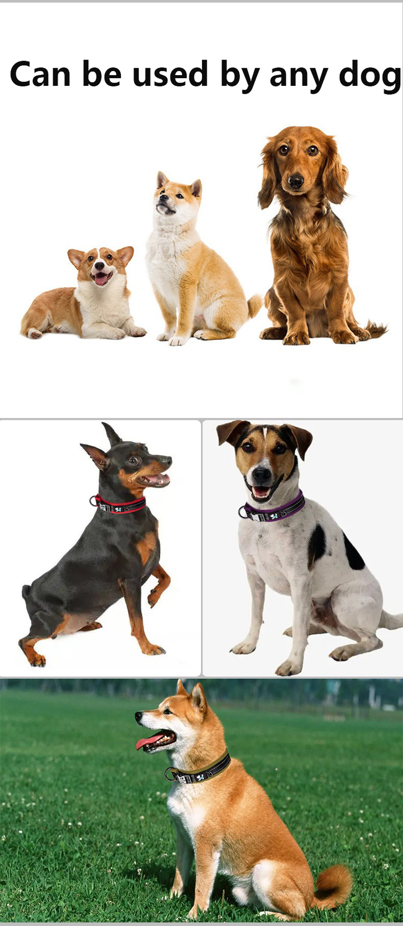 Didog Leder-Halsband & Leine Für Hunde/Katzen, Gepolstert, 122 Cm | Verstellbar, Personalisierbar