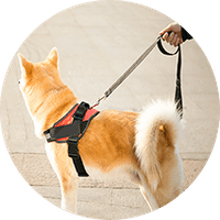 Pet Collars, Leashes & Harnesses Clearance