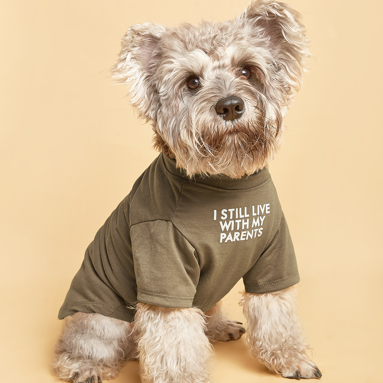 Pet Clothes For Small Medium Dog Brown Words Pattern Pet Tee Pet 