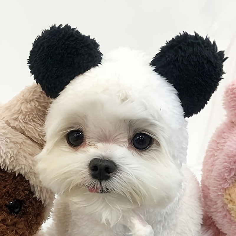 Dog with teddy outlet bear ears