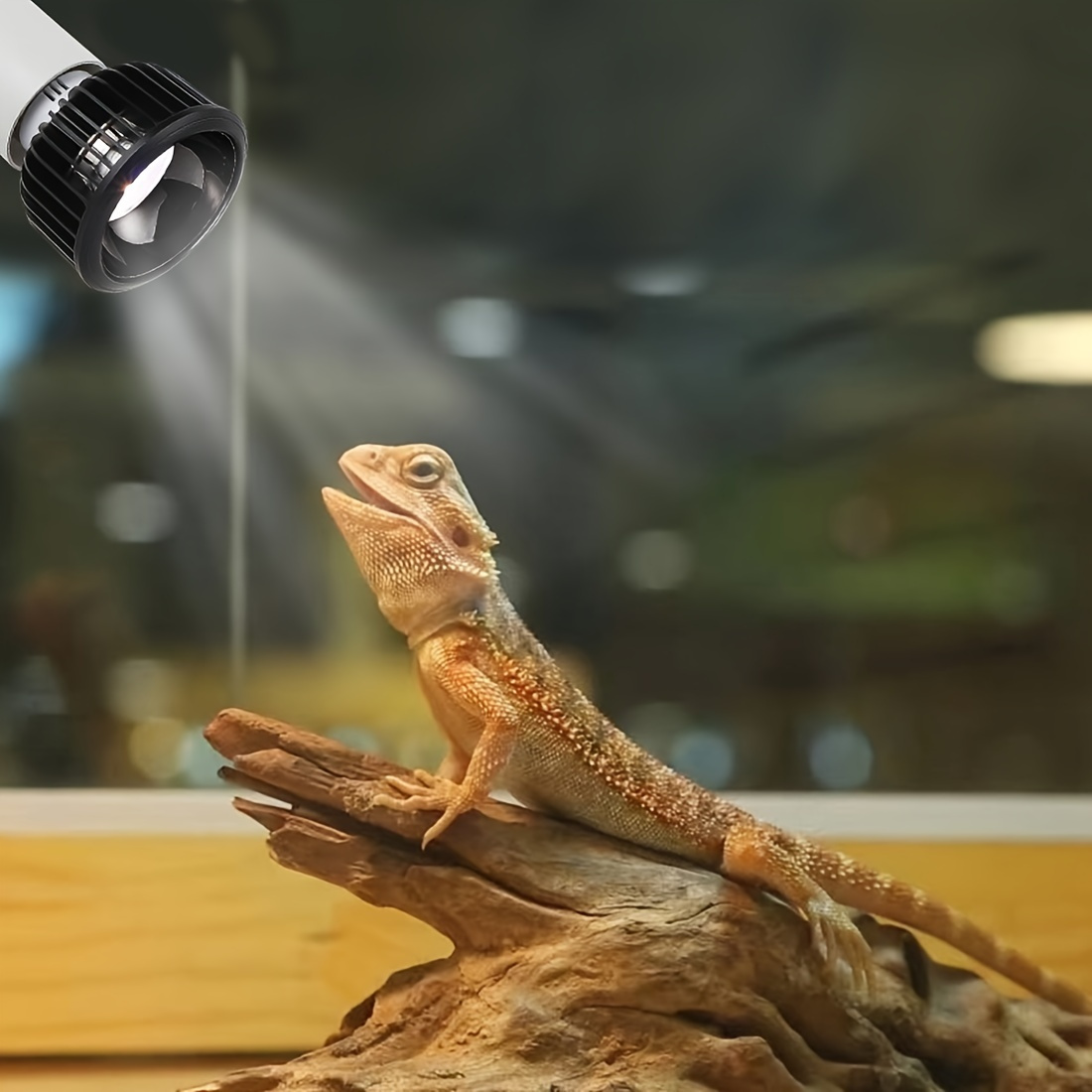 uv strip light for bearded dragon