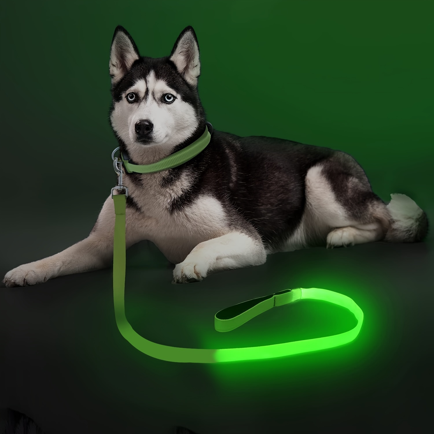 

Light Up The Night With A Led Dog Leash - Keep Your Dog Safe & Visible On Walks!
