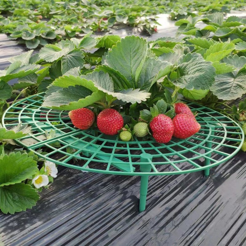 Strawberry Stand Strawberry Plant Support Strawberry Growing Temu