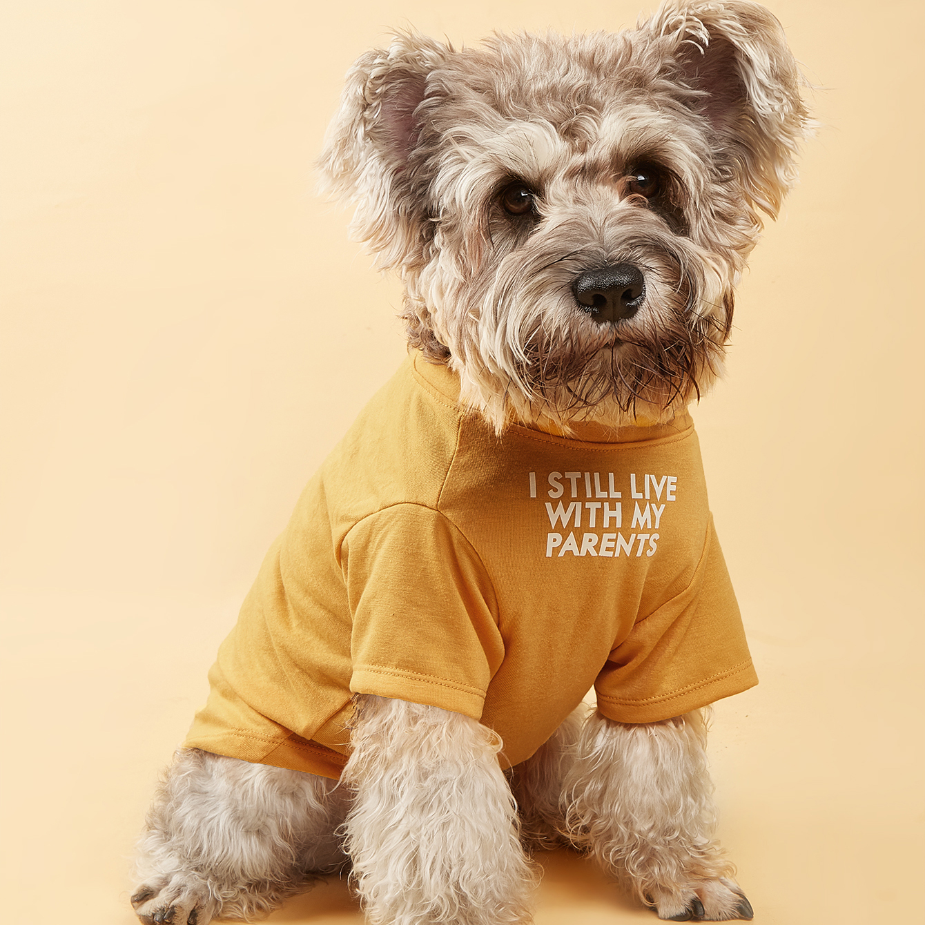 Medium best sale dog shirt