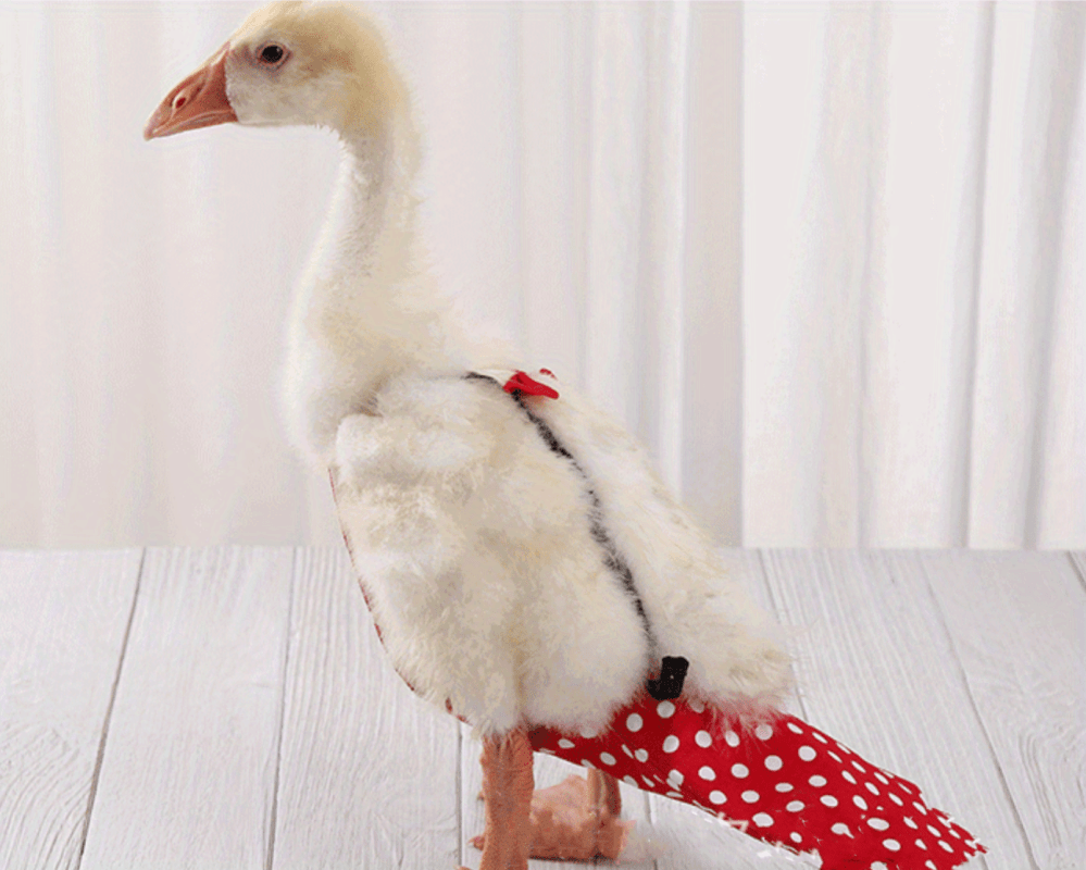 Chicken And Duck Diapers Adjustable Shoulder Strap Chicken Diapers Chicken And Duck Hygiene