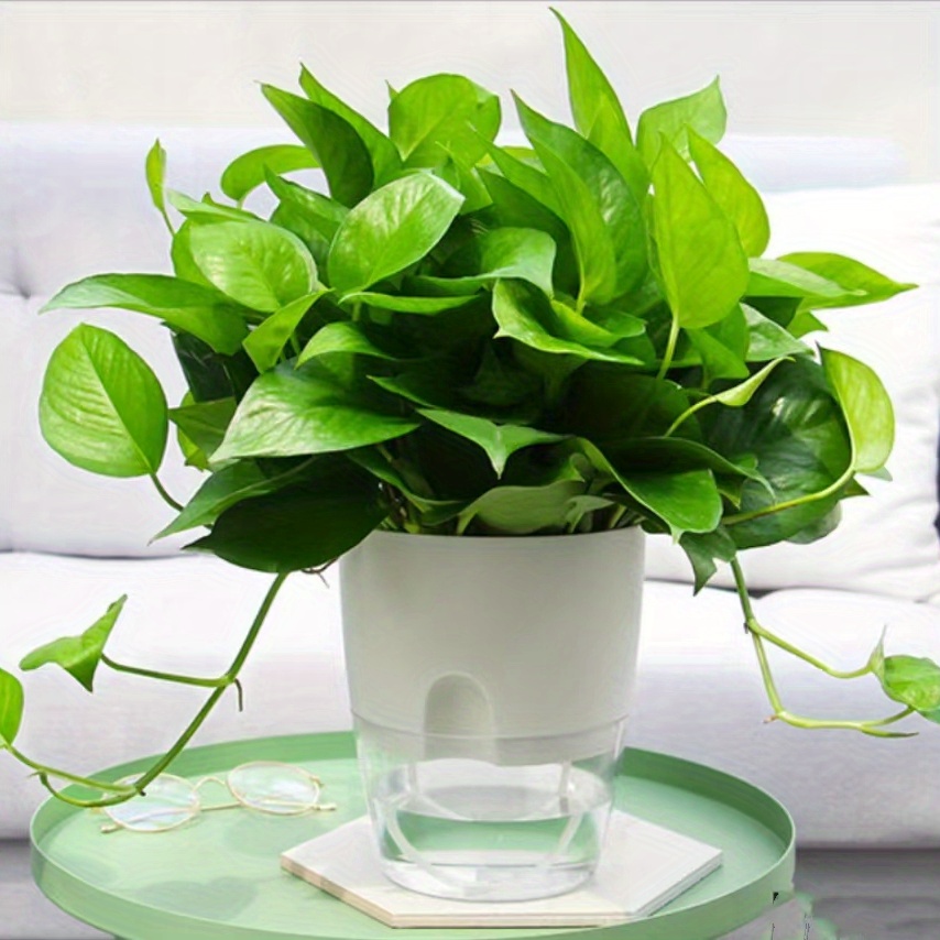 Pianta autoirrigante umidificatore d'aria naturale fioriera Smart Indoor  Herb Garden vasi da fiori ecologici con anioni negativi