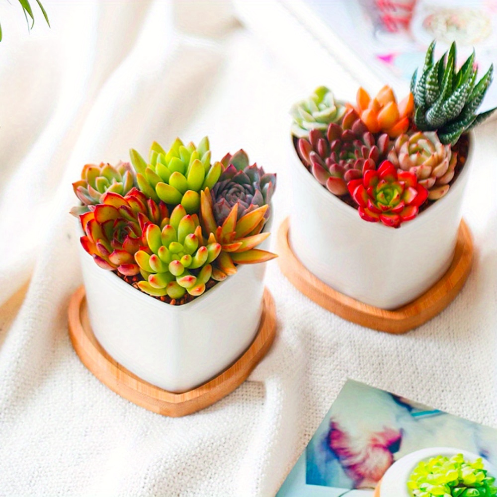 Bamboo Saucer Planter Pot Saucer Plant Tray Bamboo Plant Temu