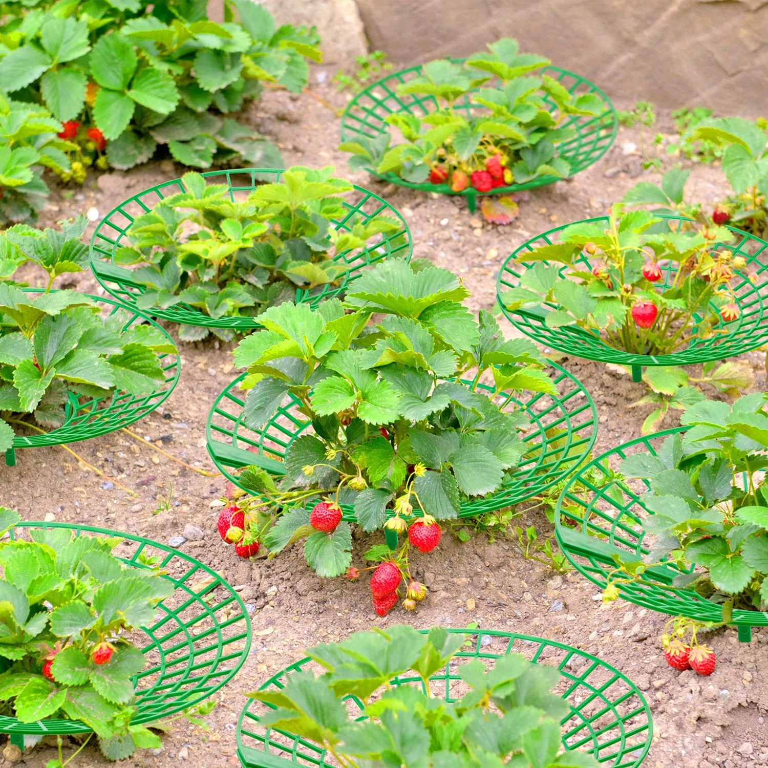 Strawberry Plant Supports Strawberry Plant Stand 3 Sturdy Temu