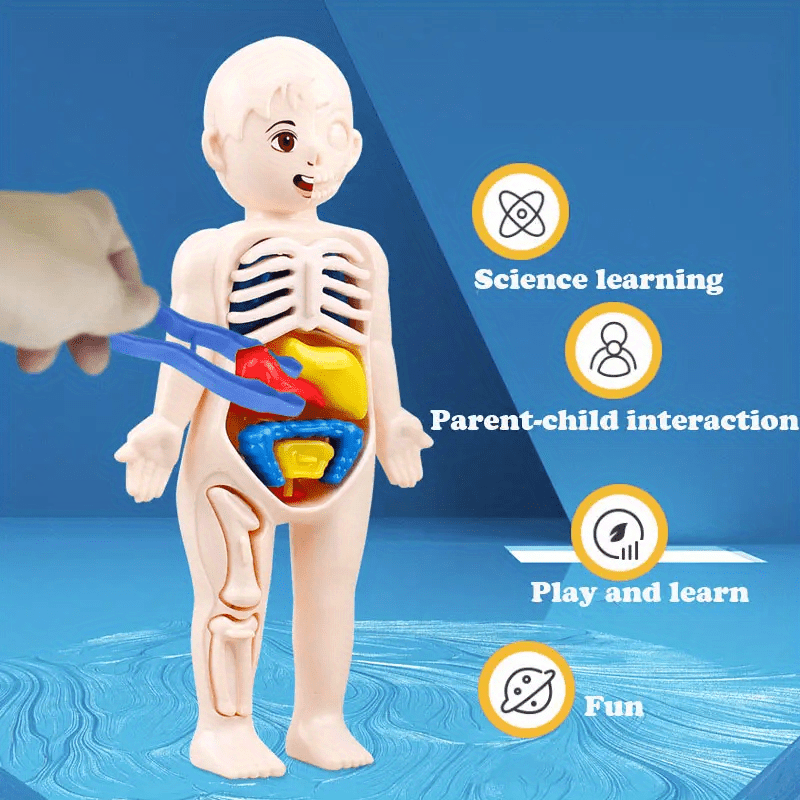 3d Anatomie du corps humain Enfants Plastique Bricolage Squelette Jouet  Science Early Learning Aids Jouet éducatif