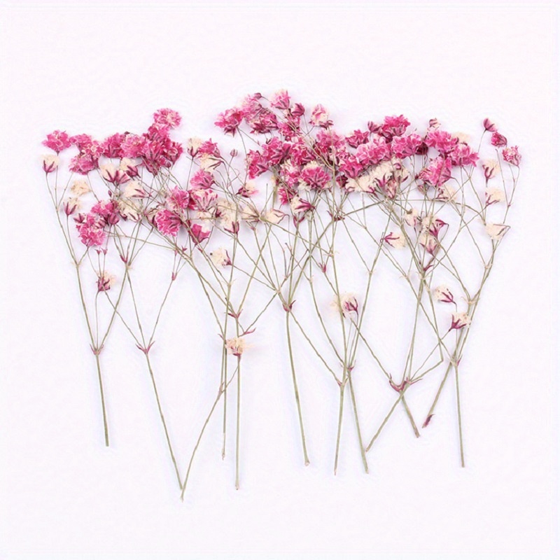 Long lasting Preserved Dried Baby's Breath For Weddings - Temu