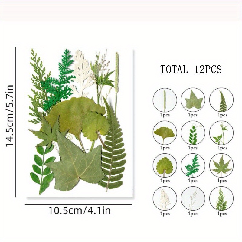 Cinvo 63 Pcs Real Dried Pressed Leaves Natural Assorted Dried Greenery with  Tweezer for Resin Candle Jewelry Soap Nail Pendant Phone Case Art Craft