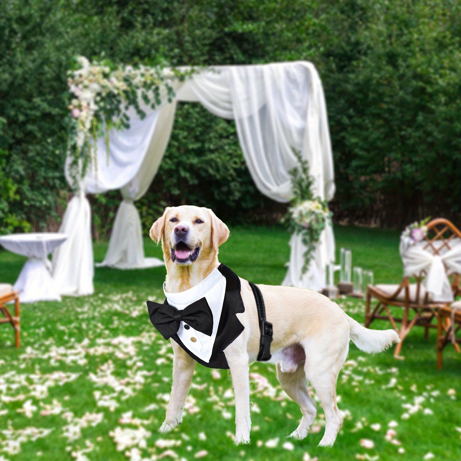 Labrador wedding outfit best sale