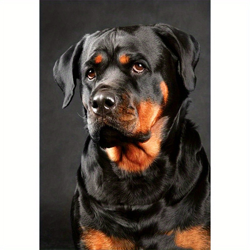 Rottweiler Dog, 5D Diamond Painting Kits