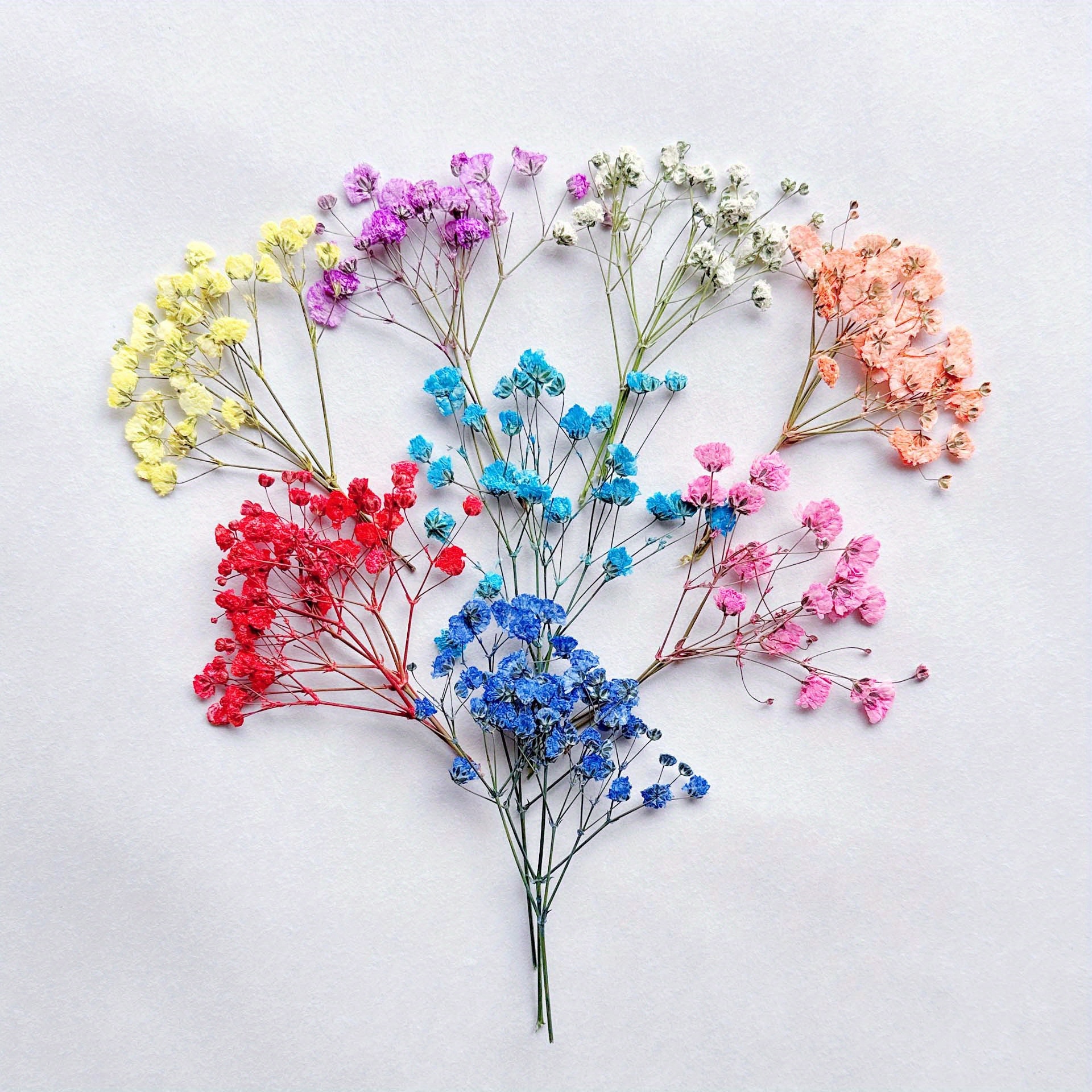 Baby's Breath Dried Pressed Flower Decorative Specimen-DIY