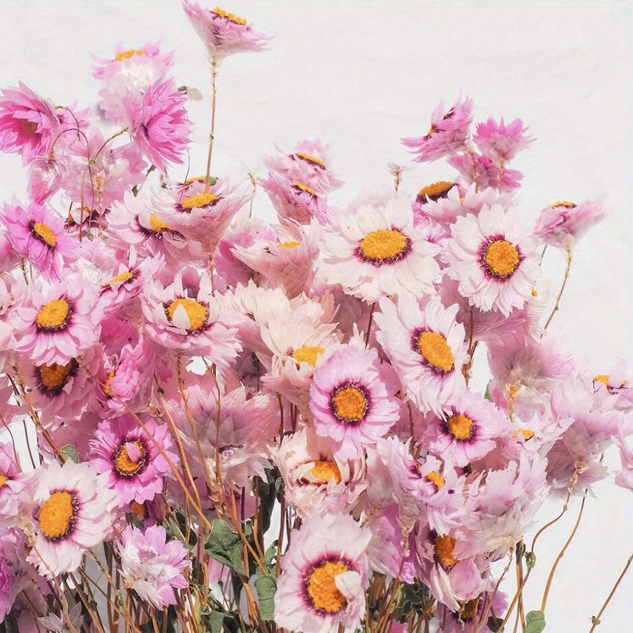 Dried Daisy Flowers Bouquet Natural Daisies Arrangements For - Temu