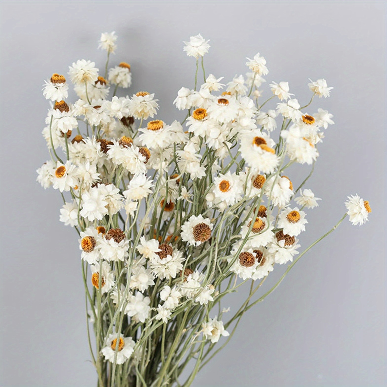 Jtoder Dried Daisy Flowers Bouquet, 200+ Real Dry White Flowers with Stems,  17'' Gerber Daisies Arrangements for Wedding, Farmhouse Vase Decorations