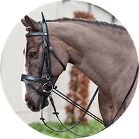 Horse Supplies Clearance