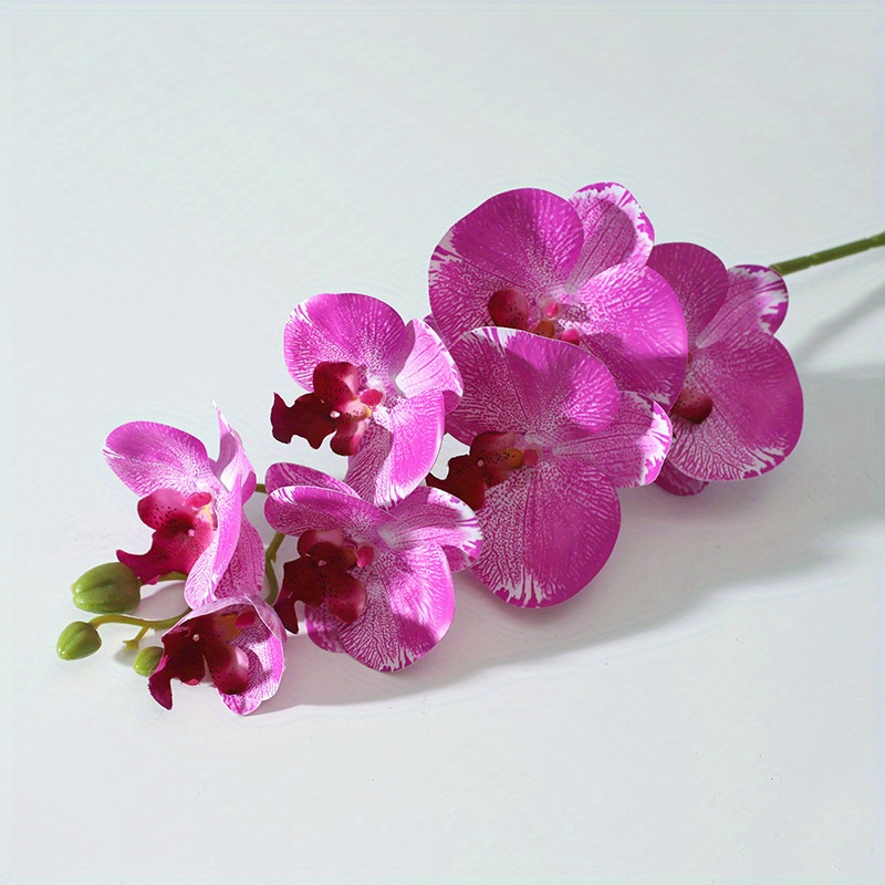 Neon Orchid  Orchids, Flowers, Plants