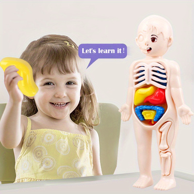 Desmontable 3D cuerpo Torso modelo educativo 3D rompecabezas DIY juguetes  montaje Zulema Anatomía del cuerpo humano