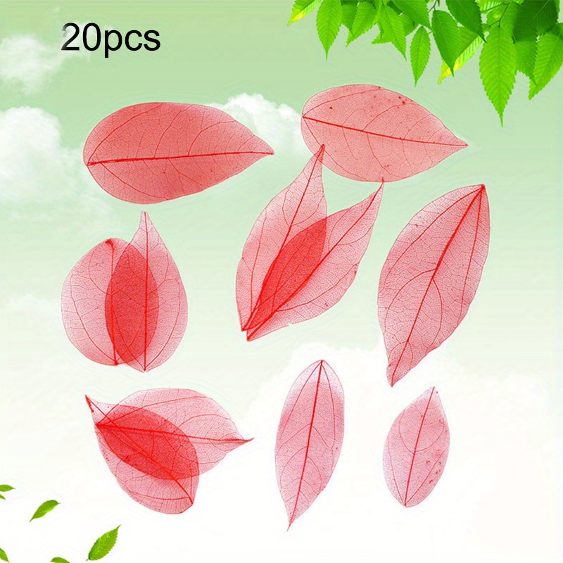 Natural Real Dried Leaves Art Craft Natural Embossed Flower - Temu