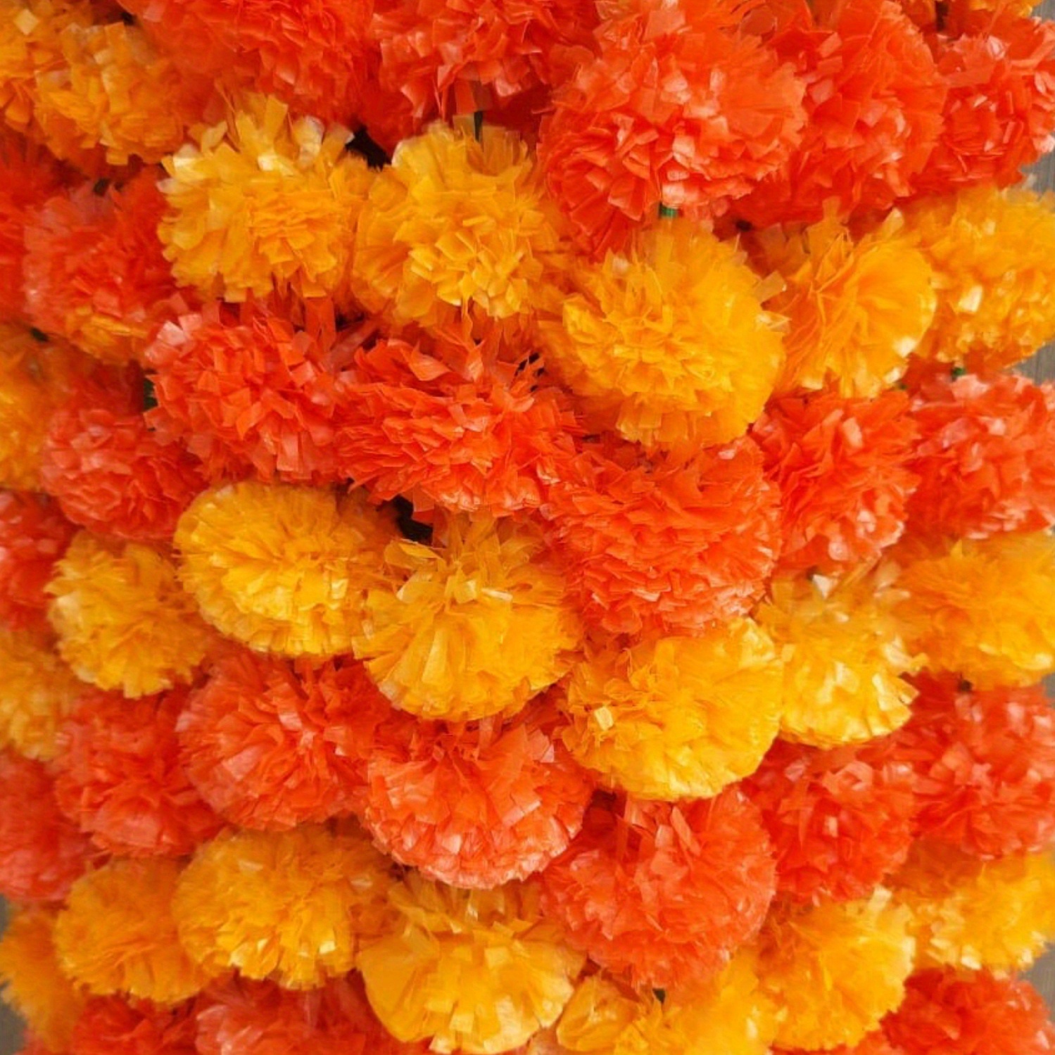 indian marigold flower